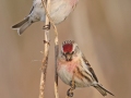 Grote-Barmsijs_3