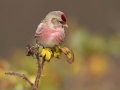 Grote-Barmsijs_9