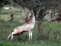17-DSC06211-