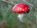 39-DSC08436-