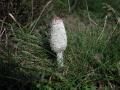 40-DSC06541-