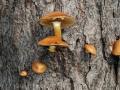 42-DSC06526-