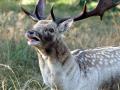 15-DSC09413-