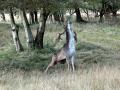 17-DSC09821-