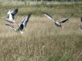 22-DSC07334-