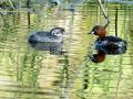 25-DSC08800-