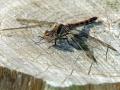27-DSC08828-