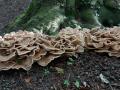 28-DSC08841-