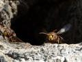 30-DSC08518-