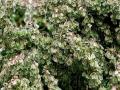 35-DSC08666-