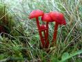 39-DSC08742-