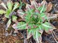Roset-teunisbloem