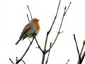 12-DSC04160-Roodborst.