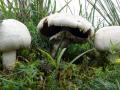 14-DSC03226-Zeeduinchampignon.