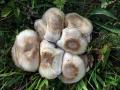 15-DSC03351-Panterchampignon.