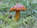16-DSC04188-Zwartwordende-wasplaat.
