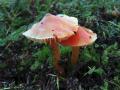 19-DSC04166-Puntmutswasplaat.