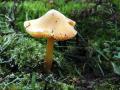 21-DSC04192-Puntmutswasplaat.