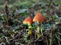 23-DSC09758-Zwartwordende-wasplaat.