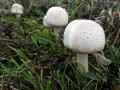 25-DSC09351-Zeeduinchampignon.