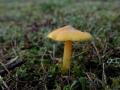 28-DSC09331-Elfenwasplaat.