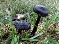35-DSC09773-Zwartwordende-wasplaat.
