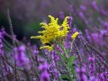 31-DSC03706