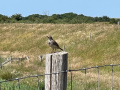 image10