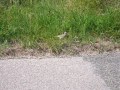 image11