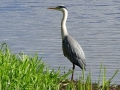 6 DSC07795. Blauwe Reiger.