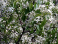 16-DSC03603-