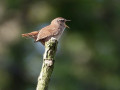 20-DSC03702-