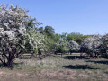 29-DSC03806