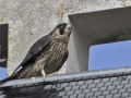 Slechtvalk_207617