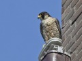 Slechtvalk_207666