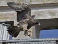 Slechtvalk_207937