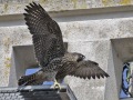 Slechtvalk_207977