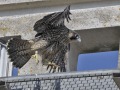 Slechtvalk_208029