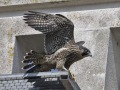 Slechtvalk_208073