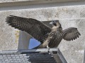 Slechtvalk_208085