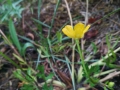 Knolboterbloem
