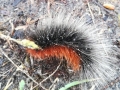 Rups Grote beervlinder