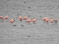002 Chileense Flamingo's ; rechts onvolwassen Grote Flamingo
