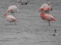 005 Caraïbische Flamingo (r) en Grote Flamingo's (l)