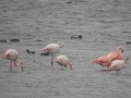 007 Europese Flamgo (L) en Chileense Flamingo (r)