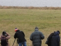 010 waarnemers bij flamingo's