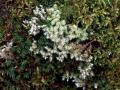 02-DSC00232-Grijze-bisschopsmos-De-Vellen.