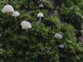 17-DSC00005-Stronkmycena-Westhoek.