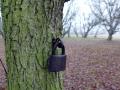 23-DSC00010-Hangslot-Bosje-bij-Stenenbergje.