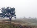 25-DSC00027-De-Zilk.